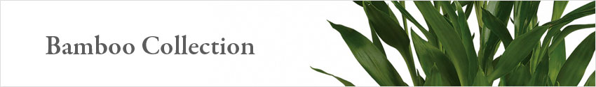 Our Bamboo Collection from Nature's Wonders Florist