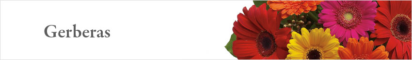 Send Gerberas with Nature's Wonders Florist
