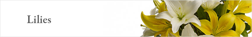 Send Lilies with Nature's Wonders Florist