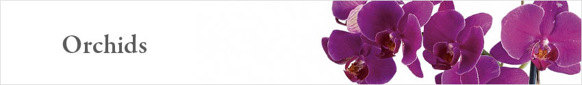 Send Orchids with Nature's Wonders Florist