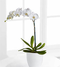 White Orchid Planter