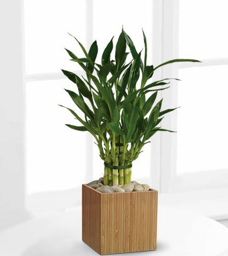 Good Luck Bamboo