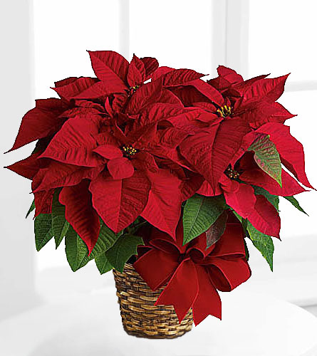 Poinsettias/Plants