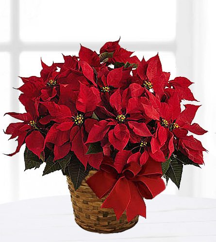 Large Classic Red Poinsettia - 8 inch pot size