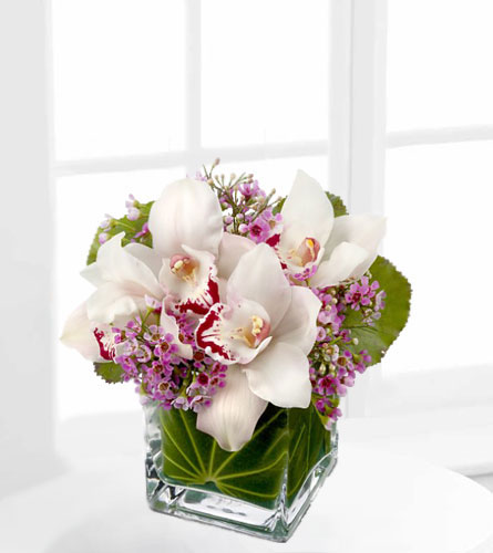Lovely Orchids